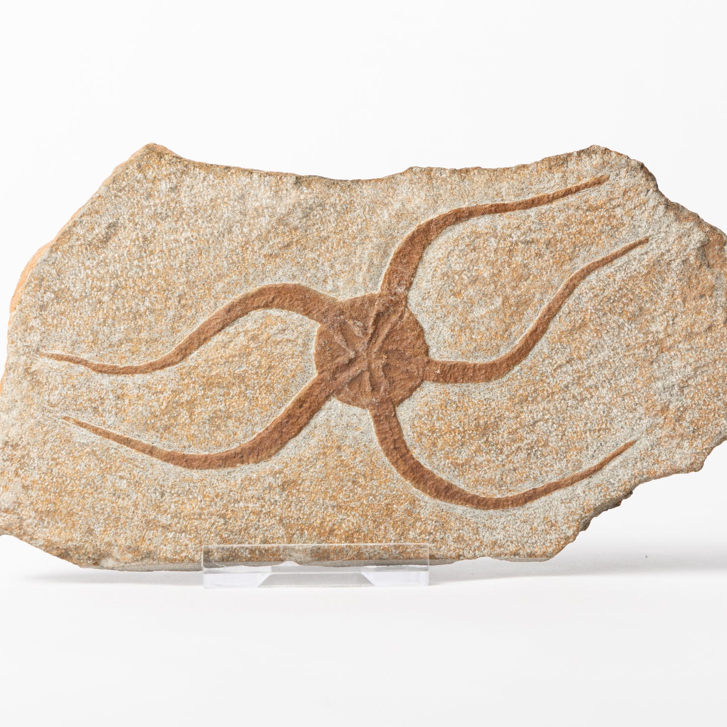 Ophiuroidea sp. Brittle Star