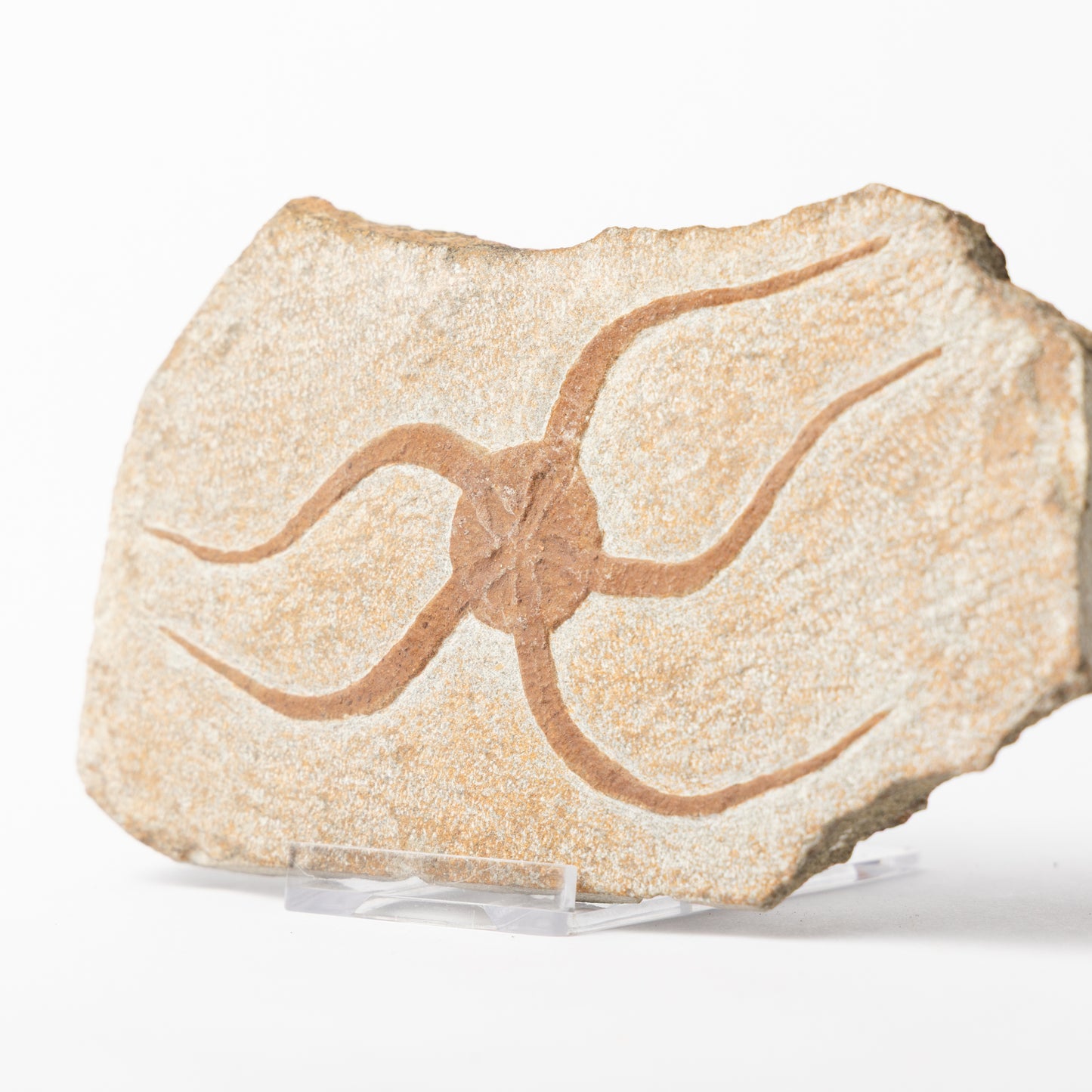Ophiuroidea sp. Brittle Star