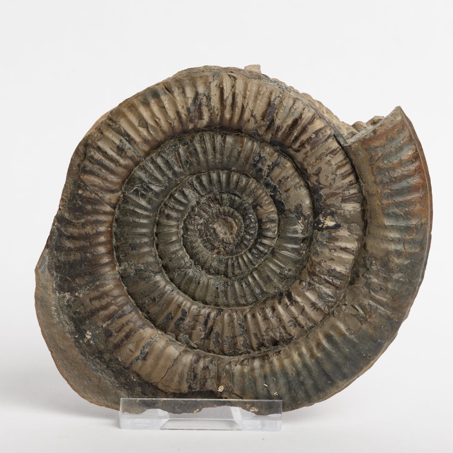 Paltechioceras sp. Ammonite
