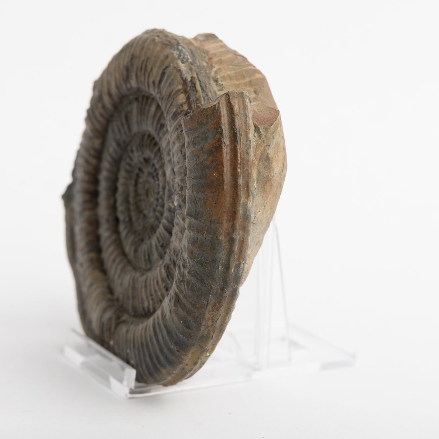 Paltechioceras sp. Ammonite