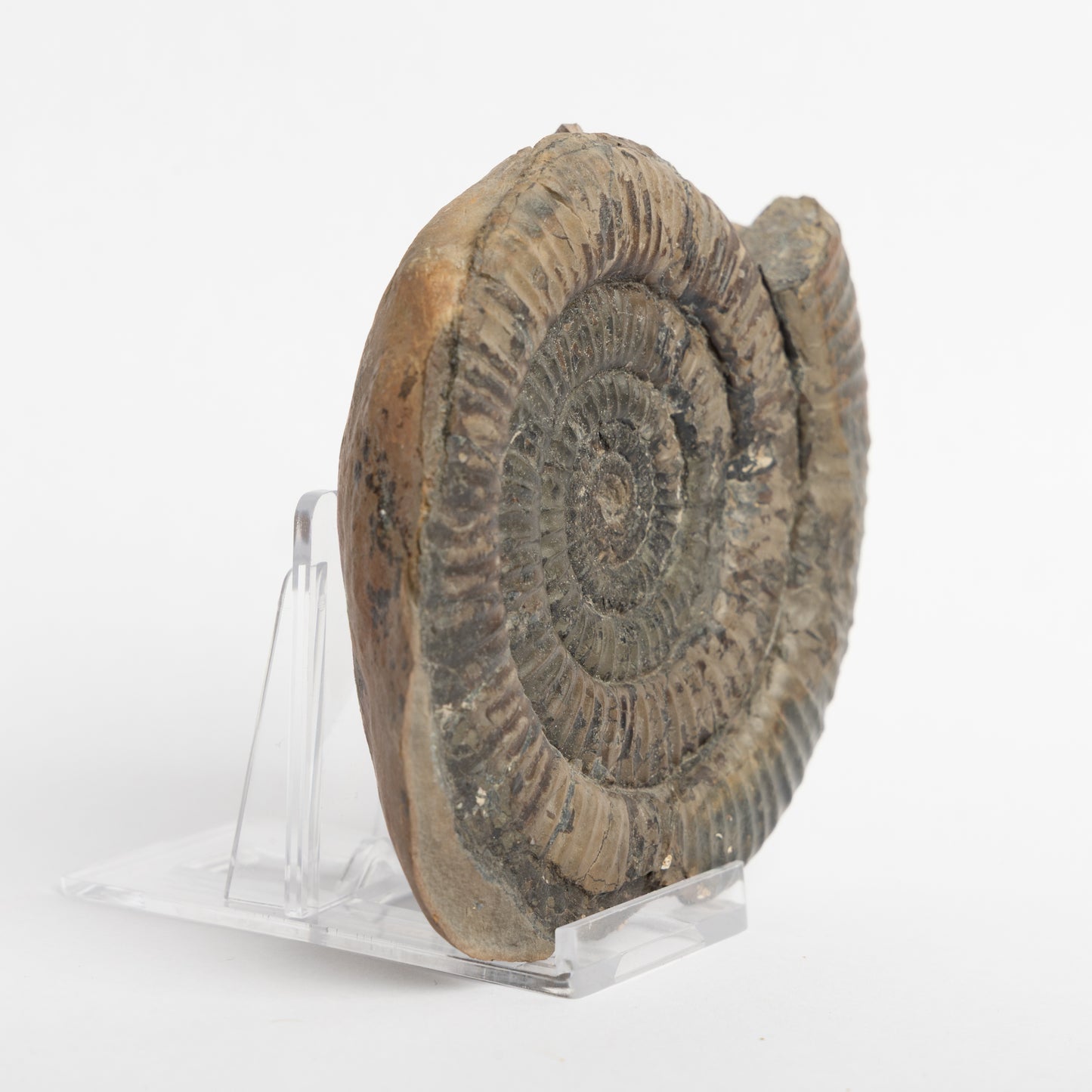 Paltechioceras sp. Ammonite