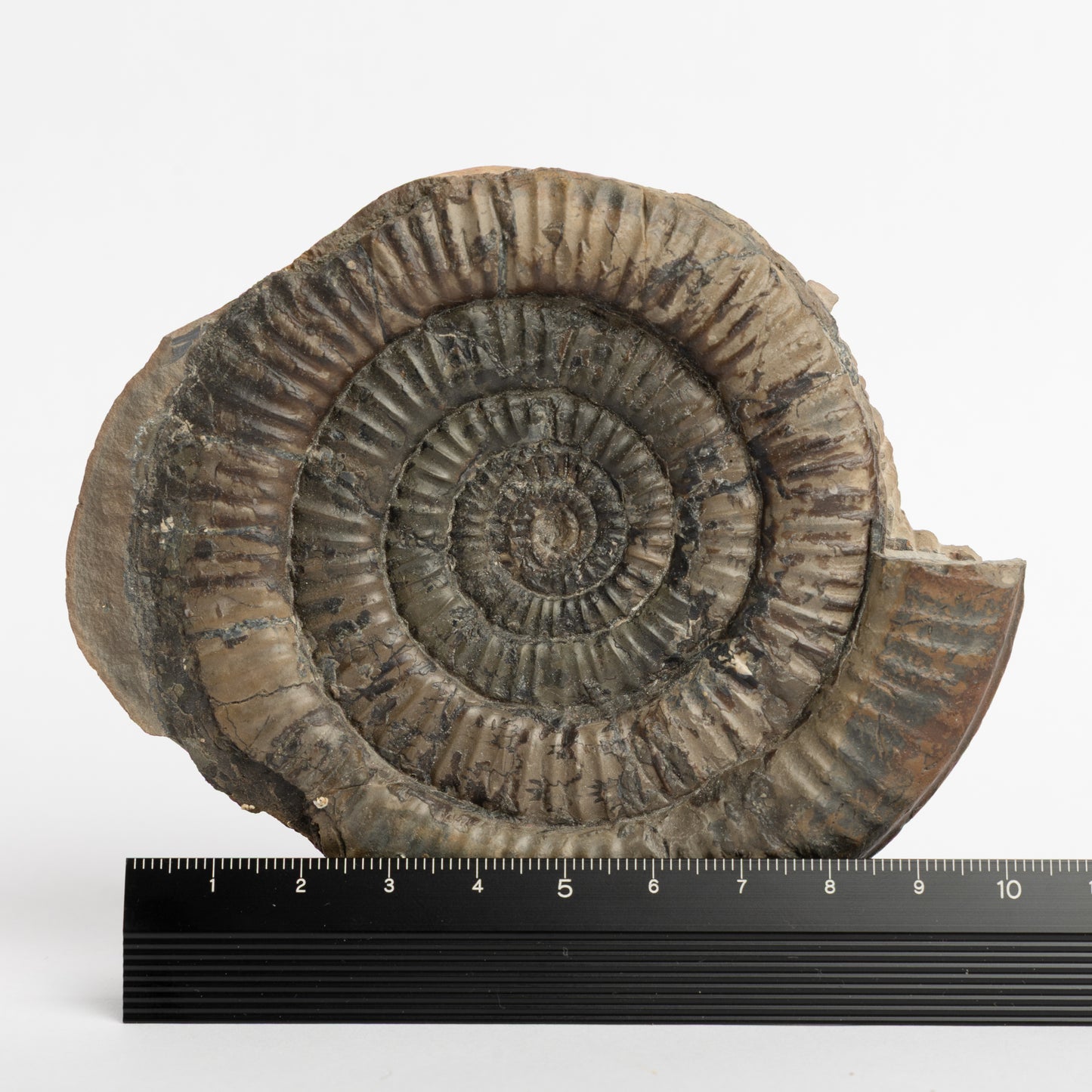 Paltechioceras sp. Ammonite