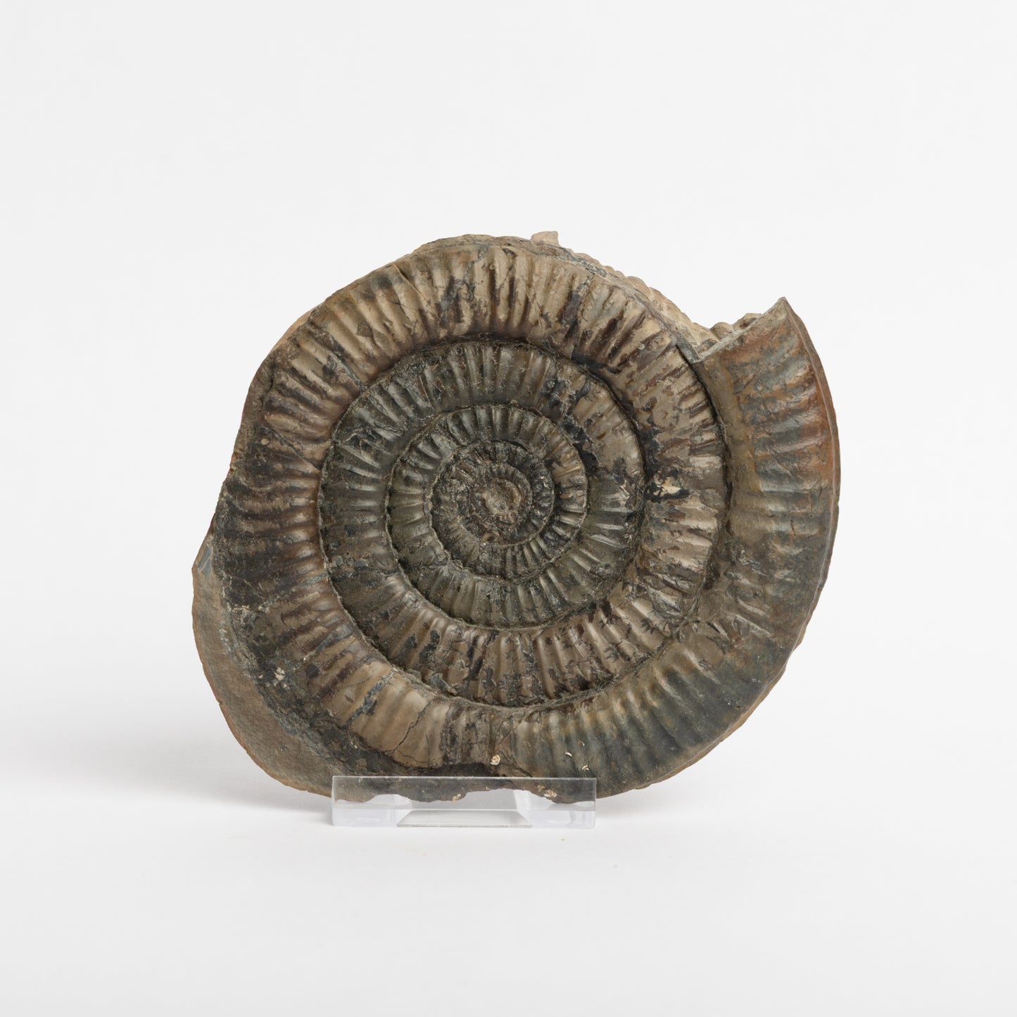 Paltechioceras sp. Ammonite