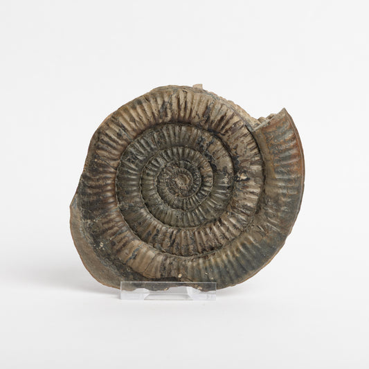 Paltechioceras sp. Ammonite