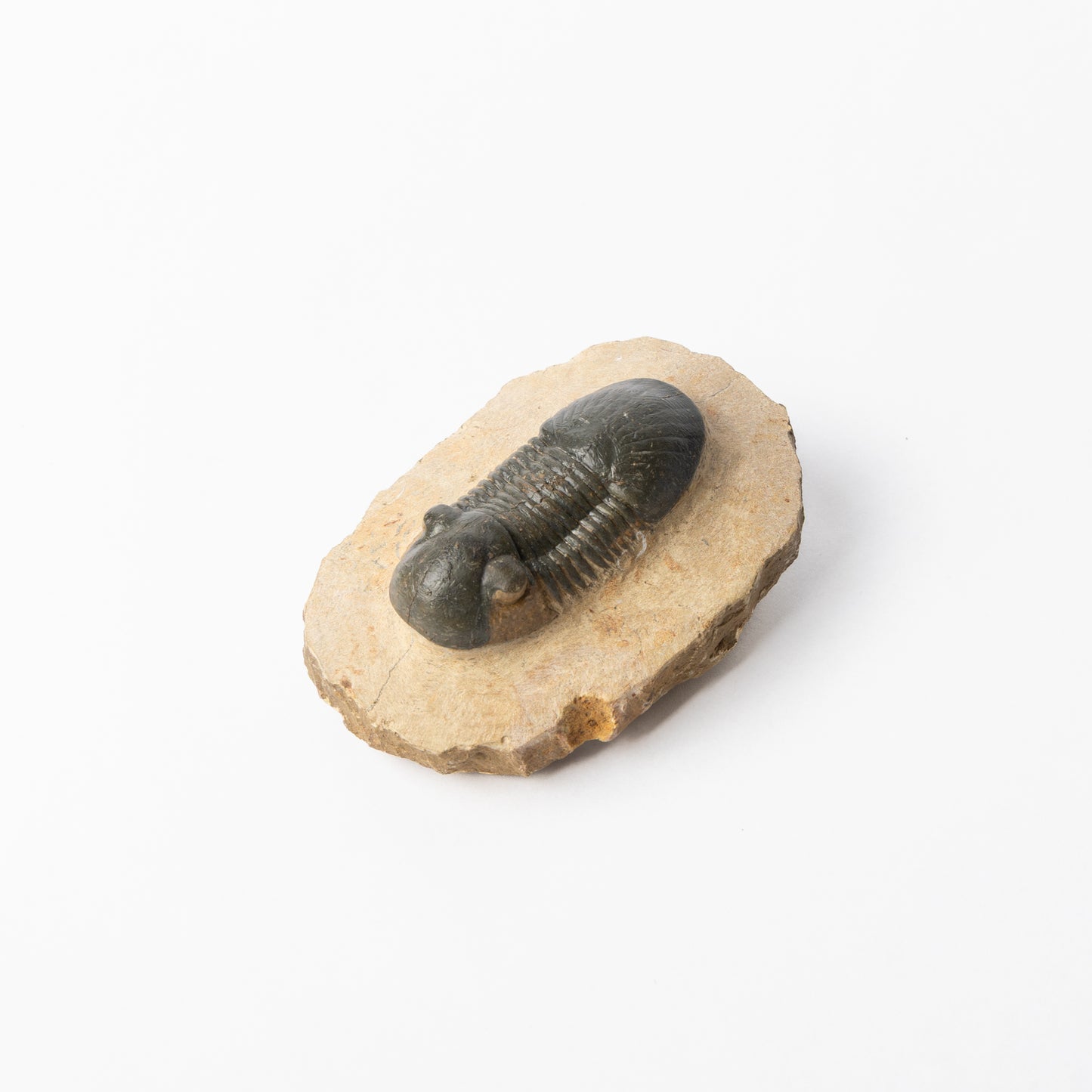 Paralejurus sp. Trilobite