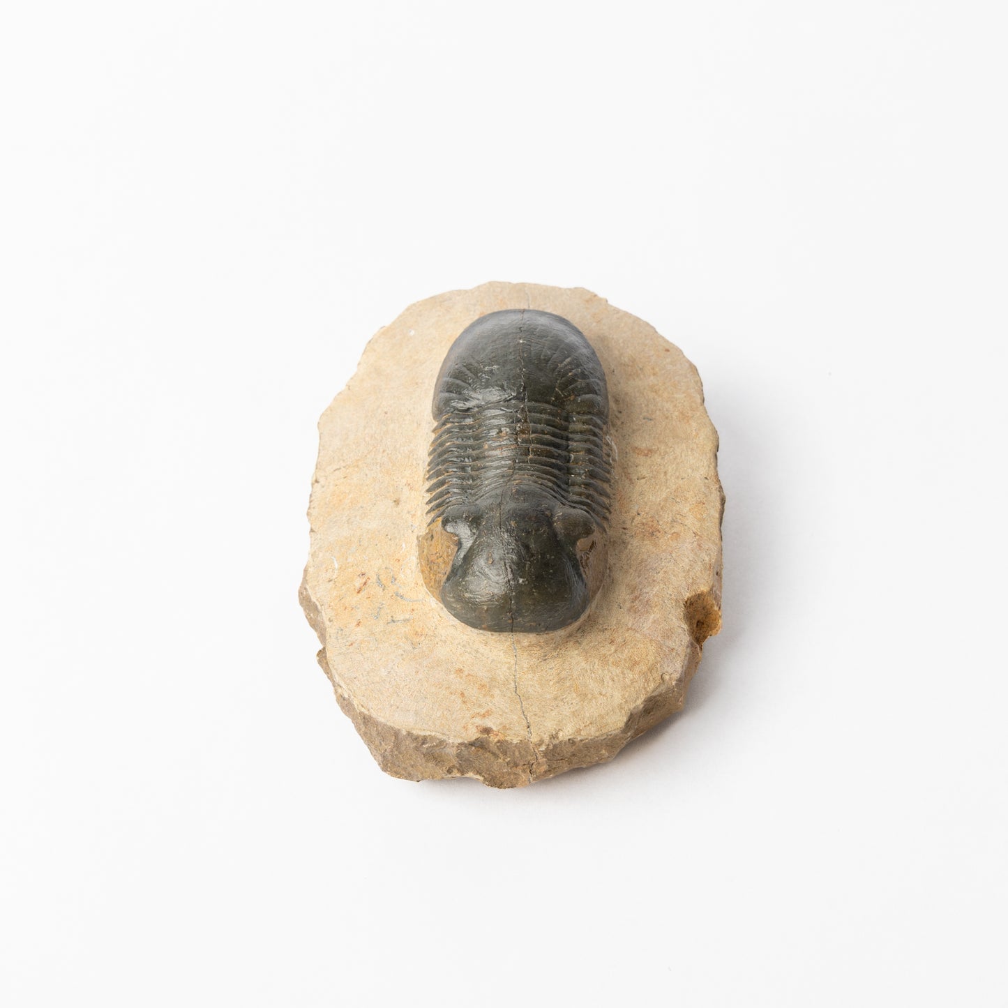 Paralejurus sp. Trilobite
