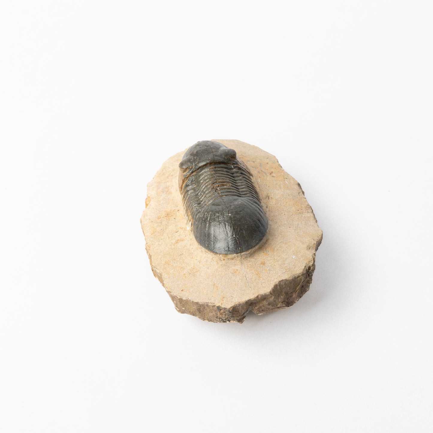 Paralejurus sp. Trilobite