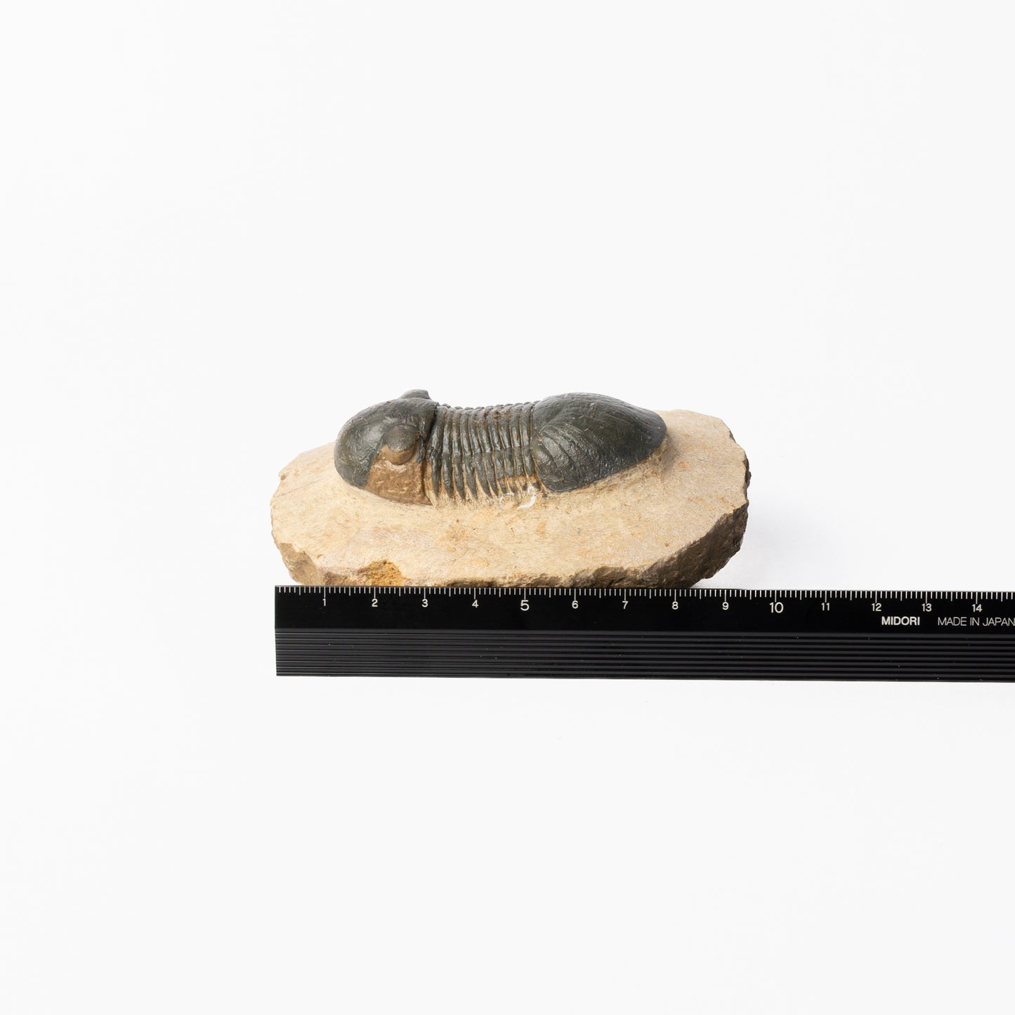Paralejurus sp. Trilobite
