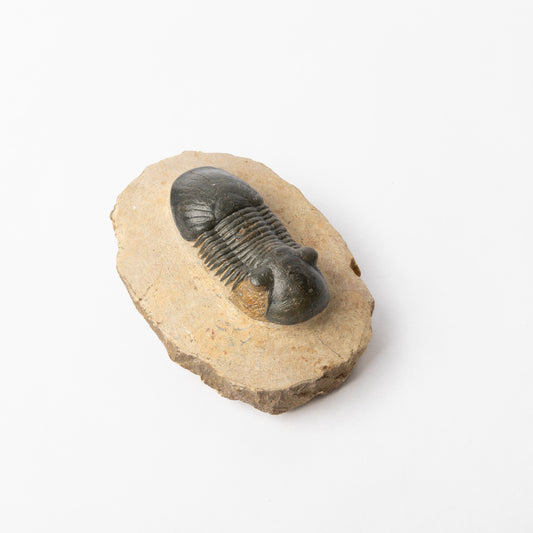 Paralejurus sp. Trilobite