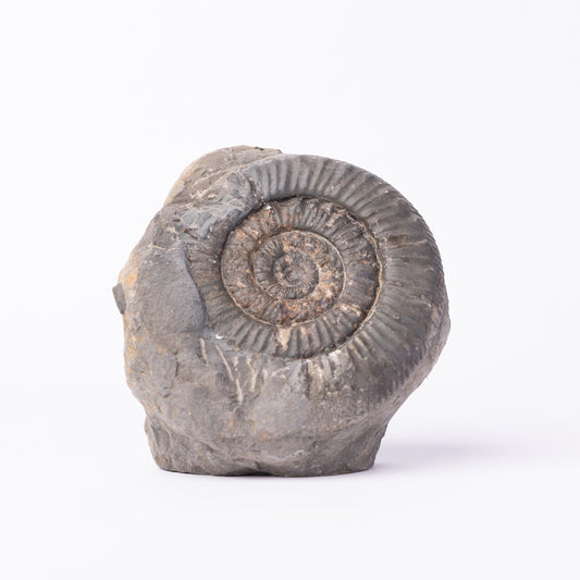 Peronoceras sp. Ammonite