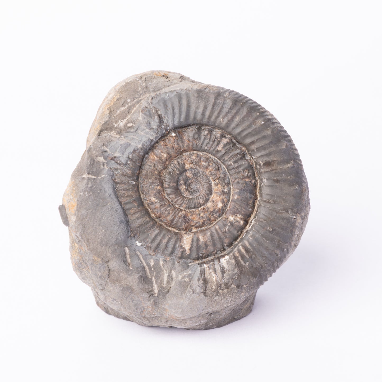 Peronoceras sp. Ammonite