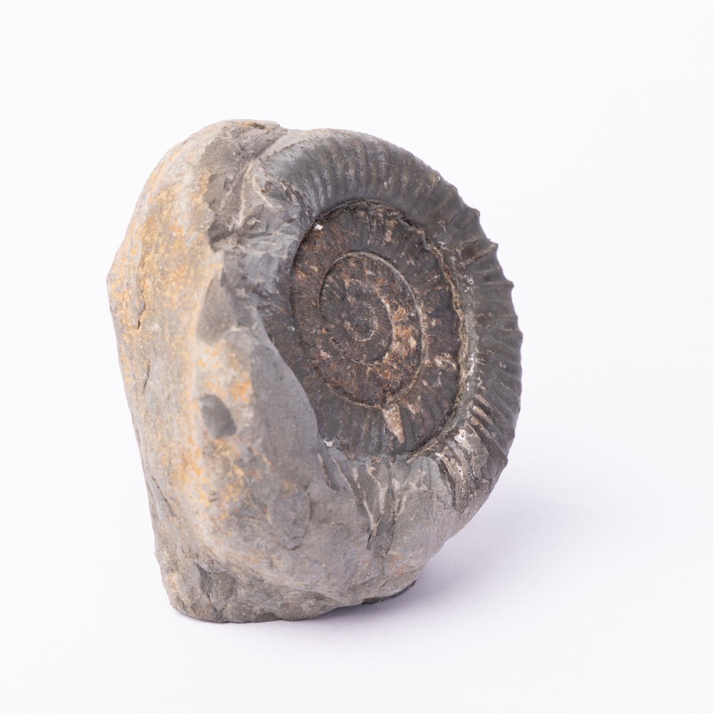 Peronoceras sp. Ammonite