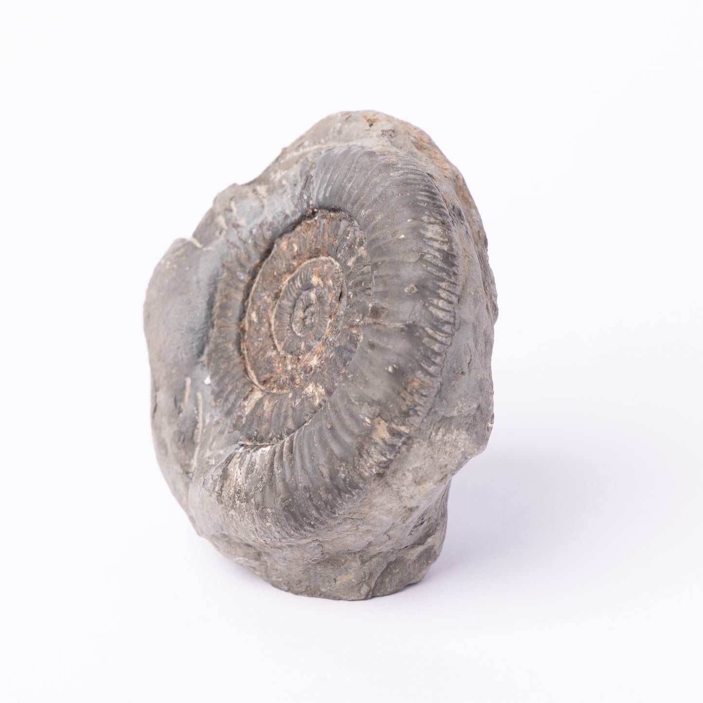 Peronoceras sp. Ammonite