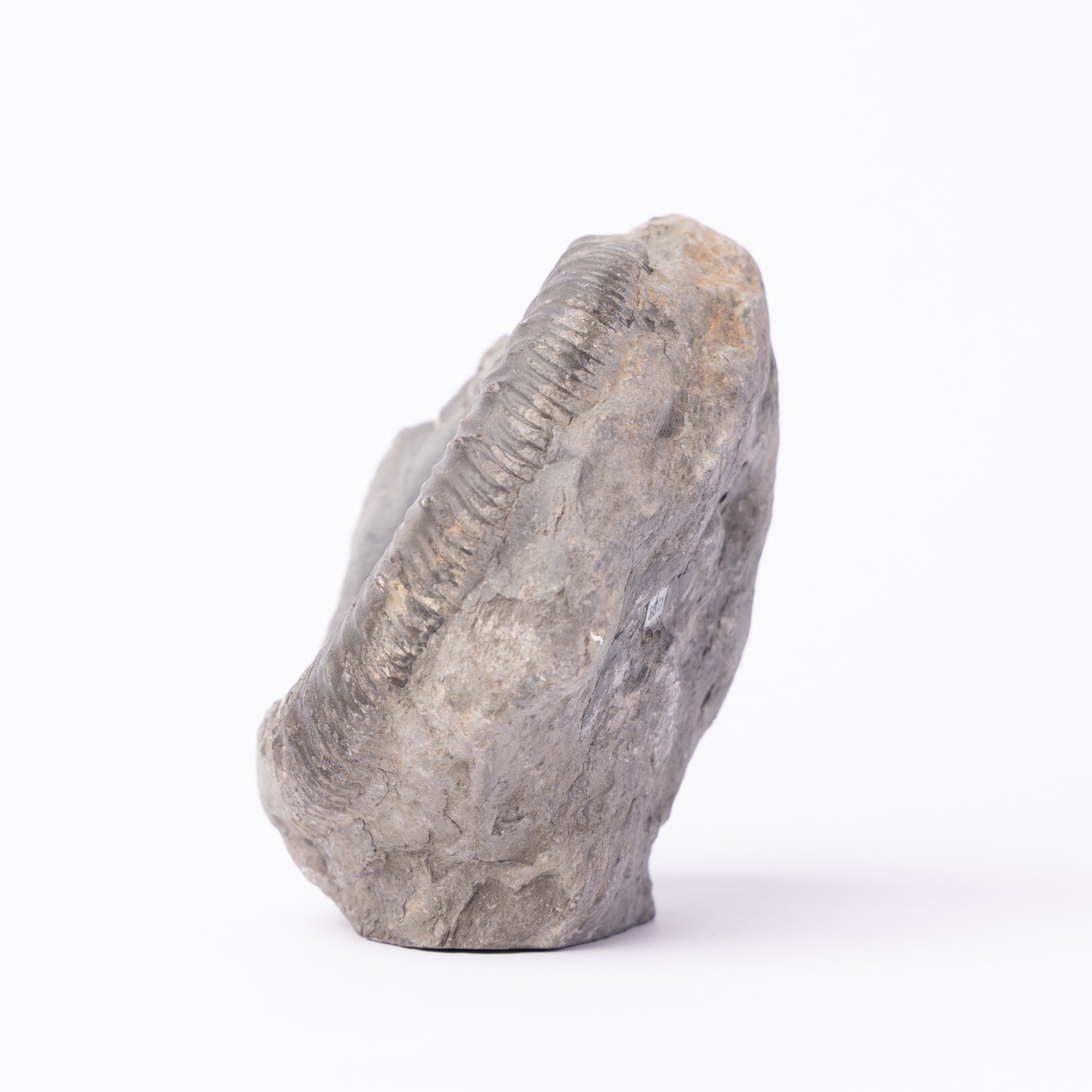 Peronoceras sp. Ammonite