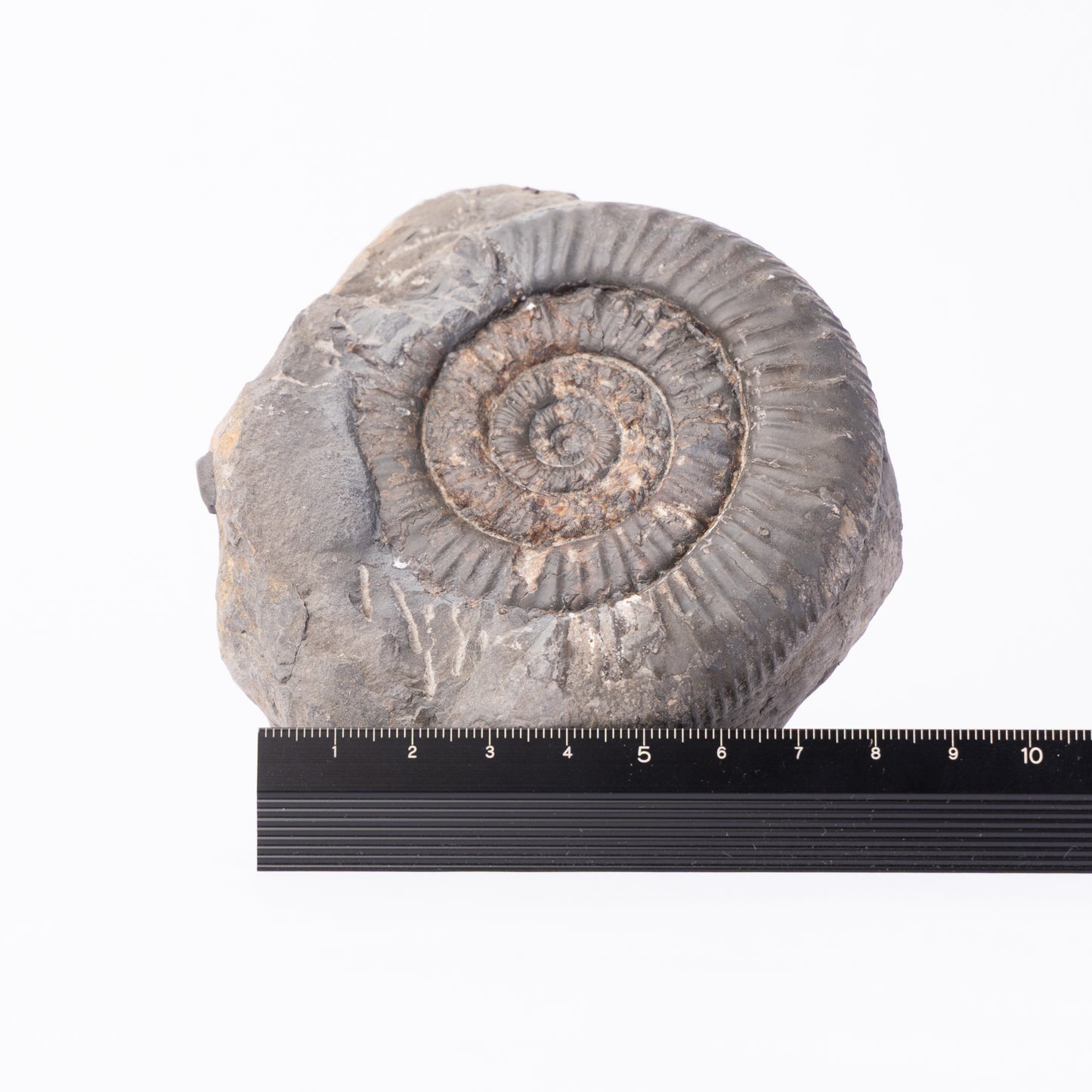 Peronoceras sp. Ammonite