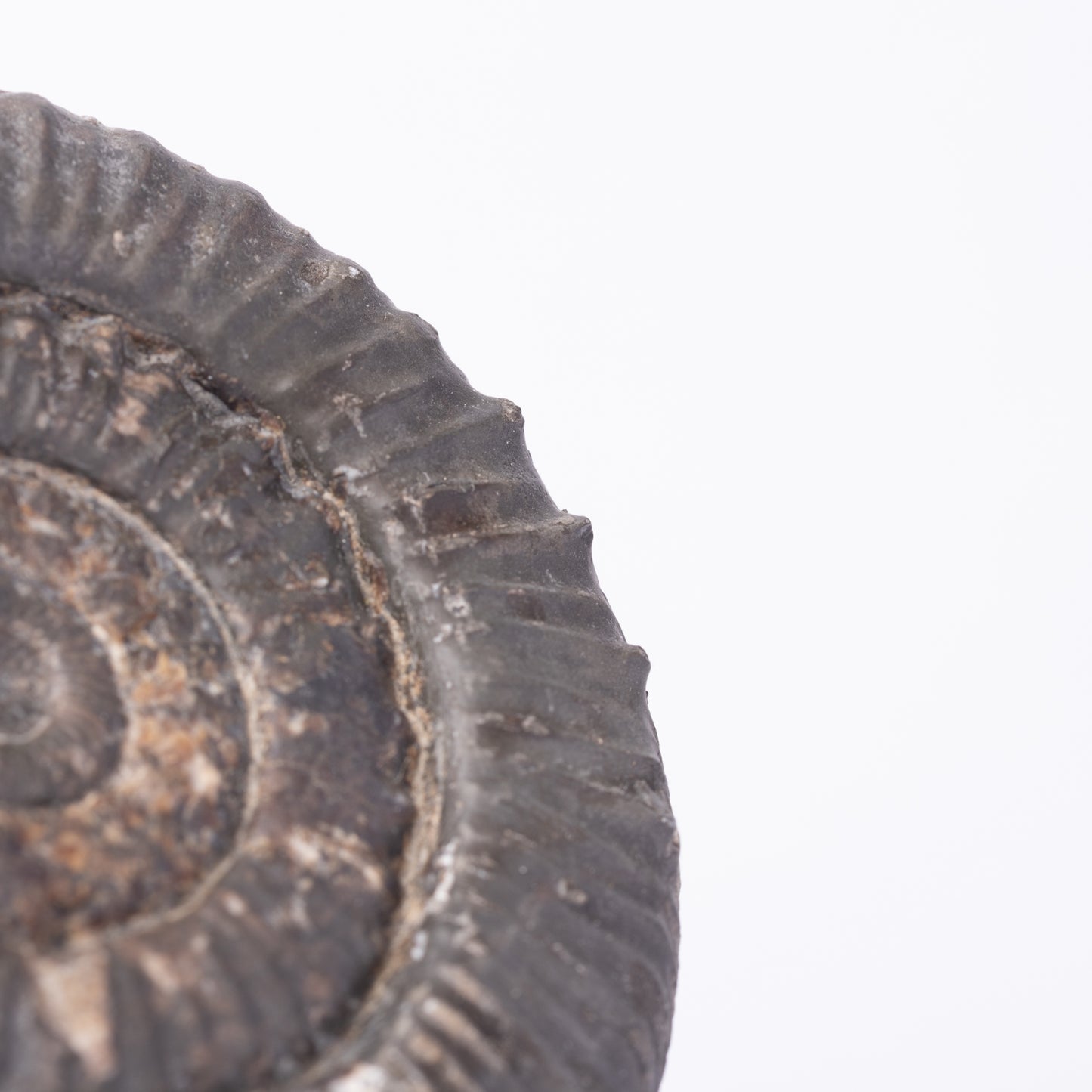 Peronoceras sp. Ammonite