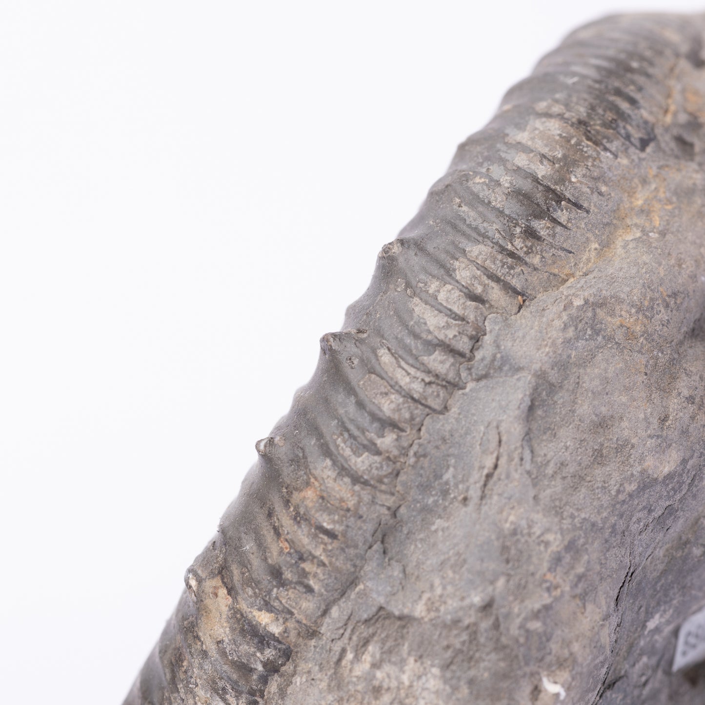 Peronoceras sp. Ammonite