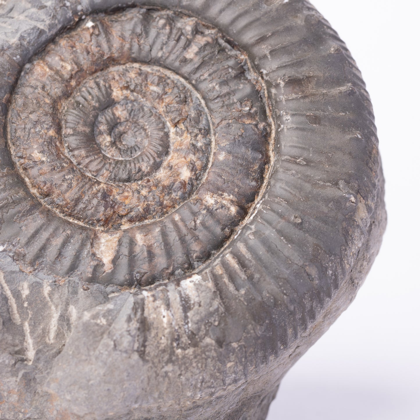Peronoceras sp. Ammonite