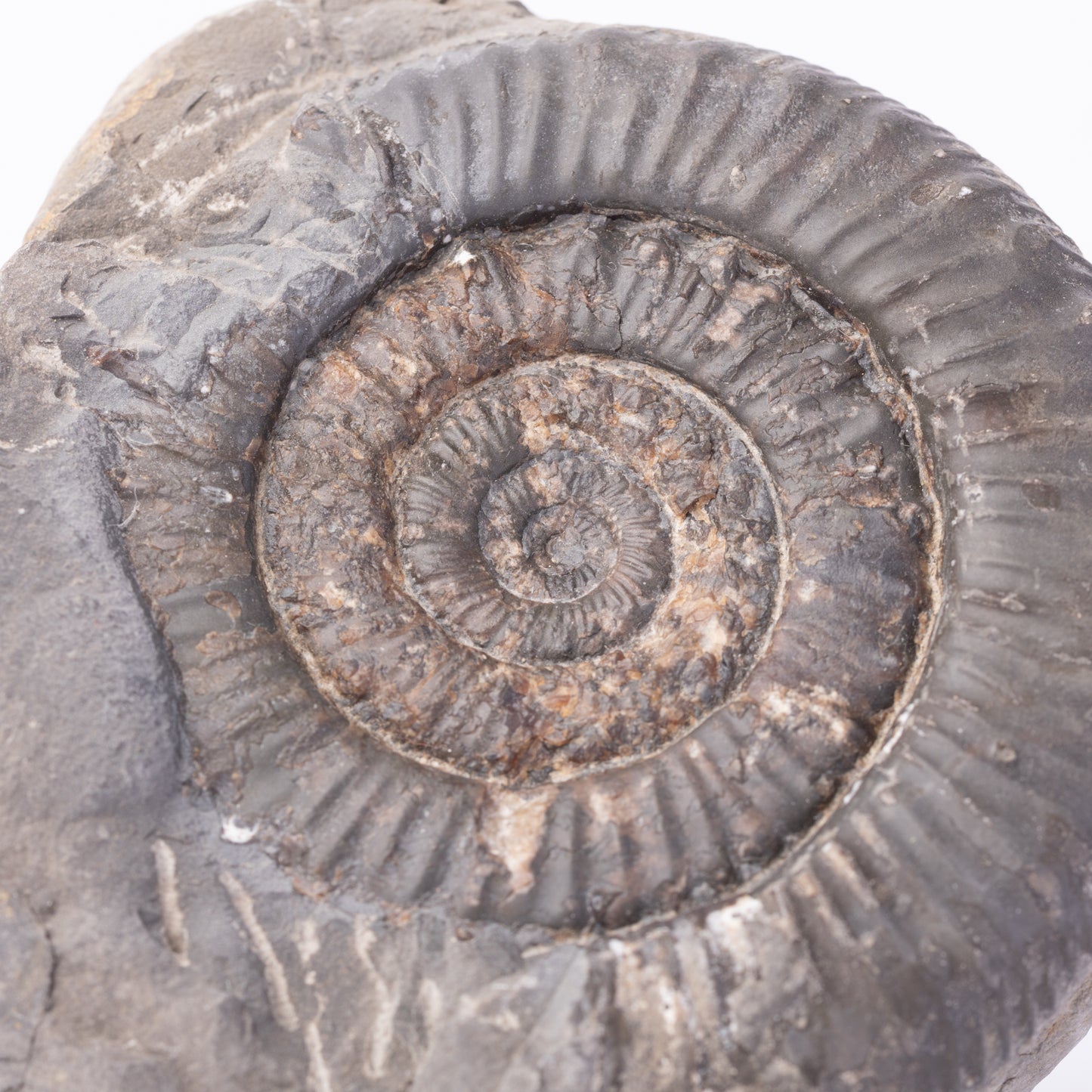 Peronoceras sp. Ammonite