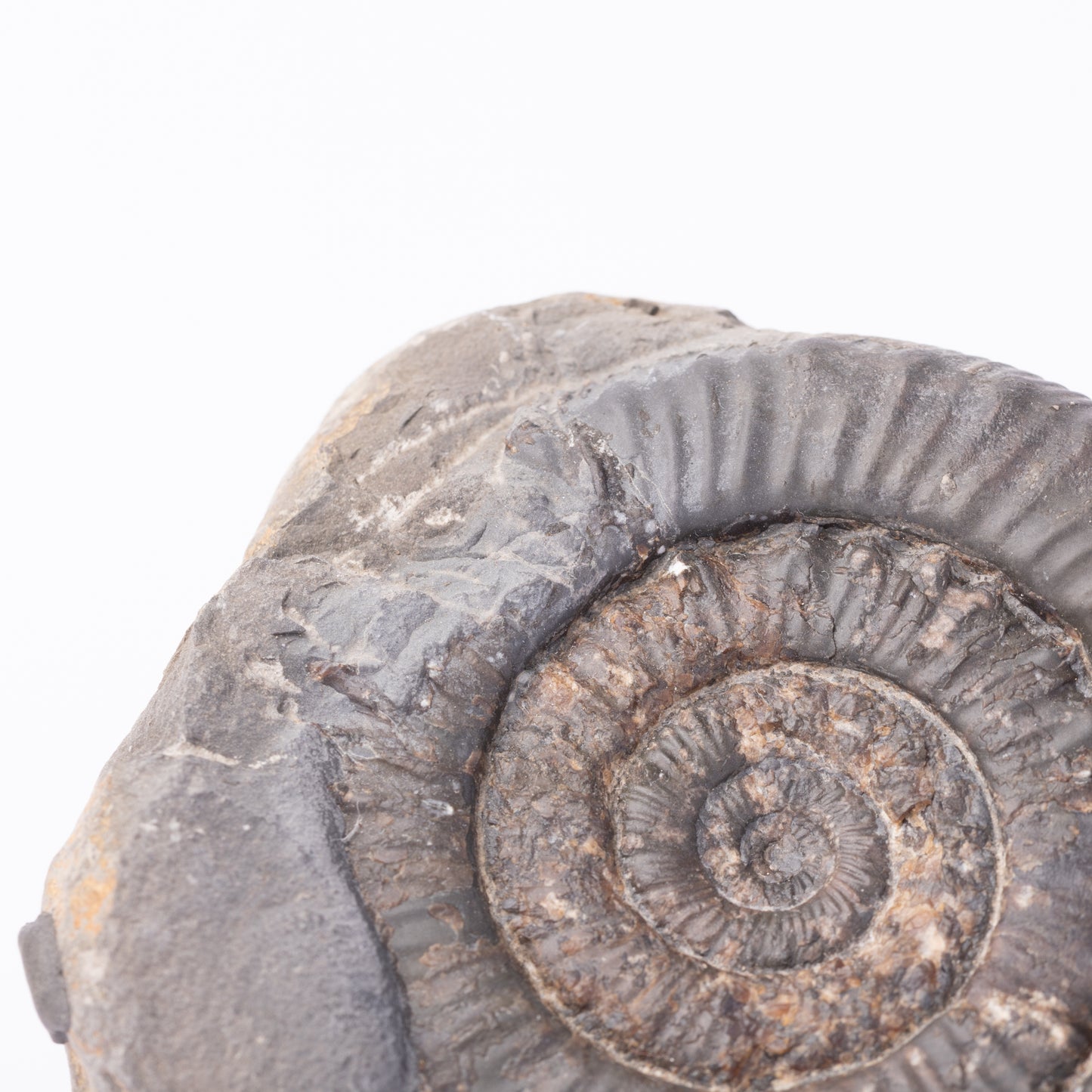 Peronoceras sp. Ammonite