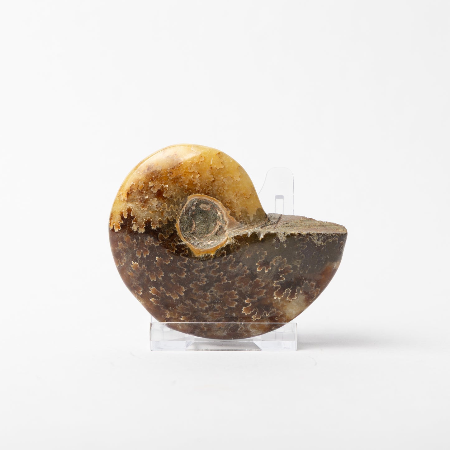 Phylloceras sp. Ammonite