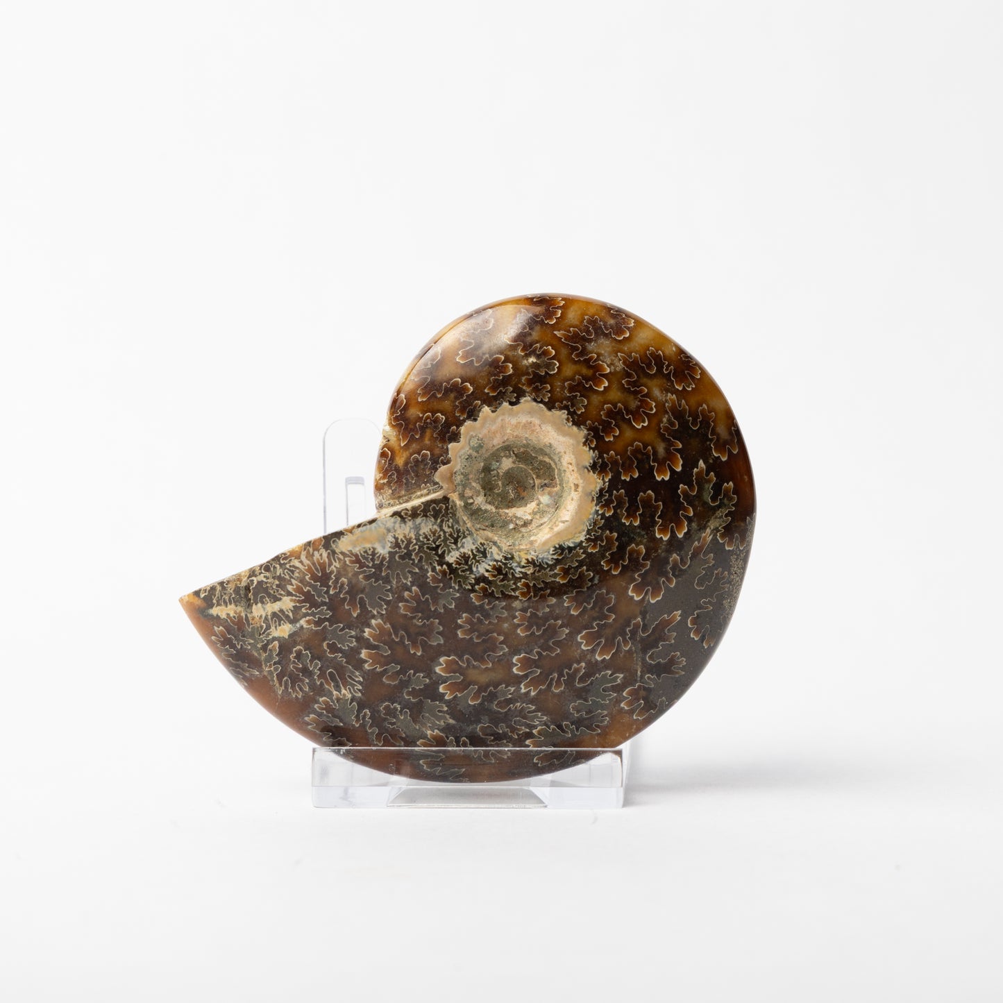 Phylloceras sp. Ammonite