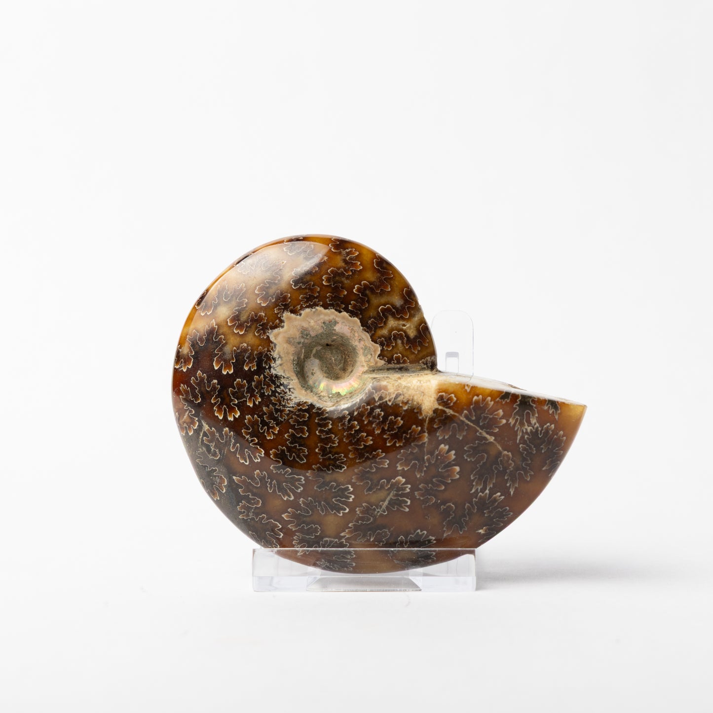 Phylloceras sp. Ammonite