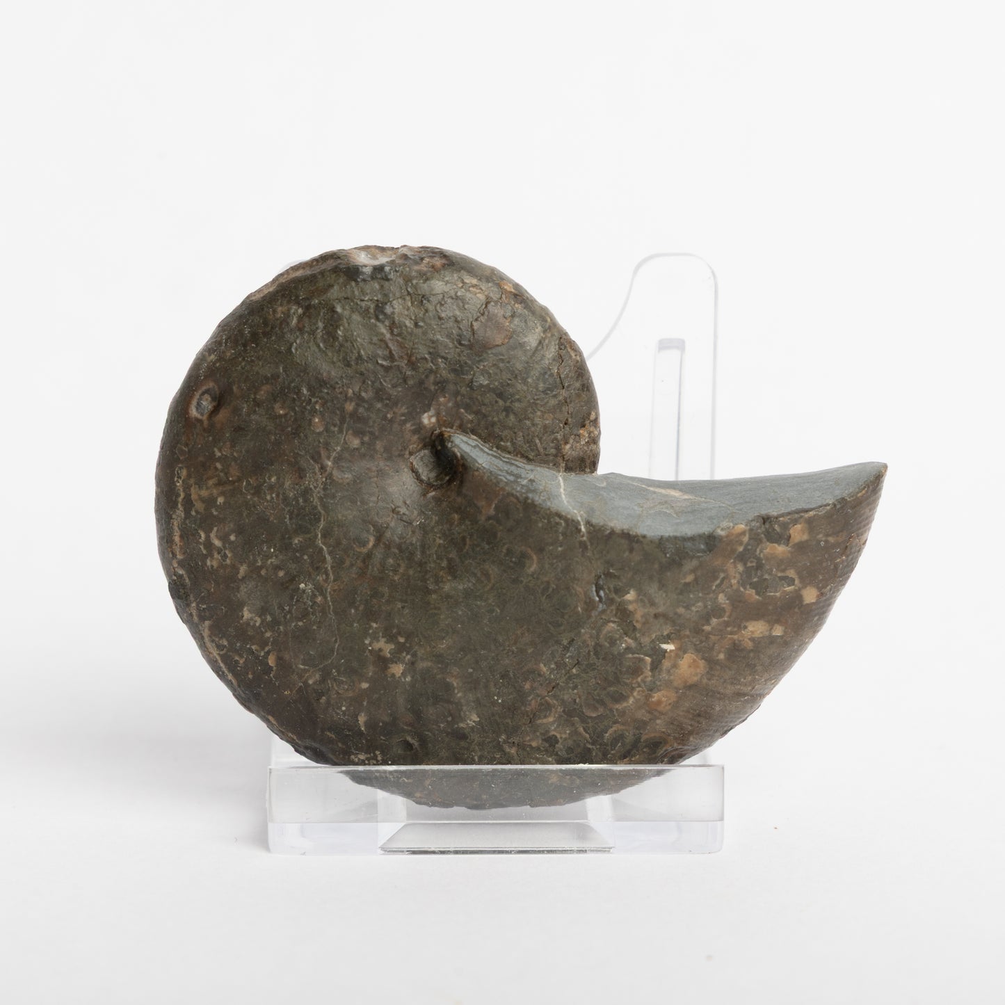 Phylloceras heterophyllum Ammonite