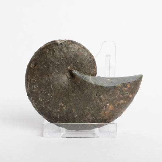 Phylloceras heterophyllum Ammonite