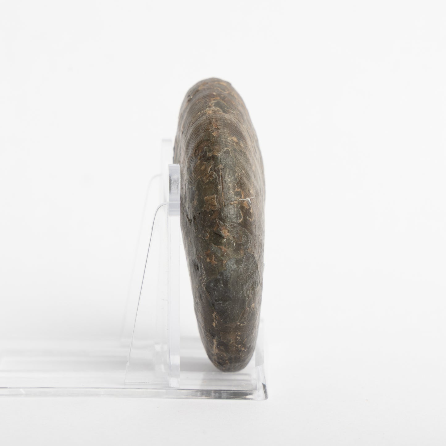 Phylloceras heterophyllum Ammonite