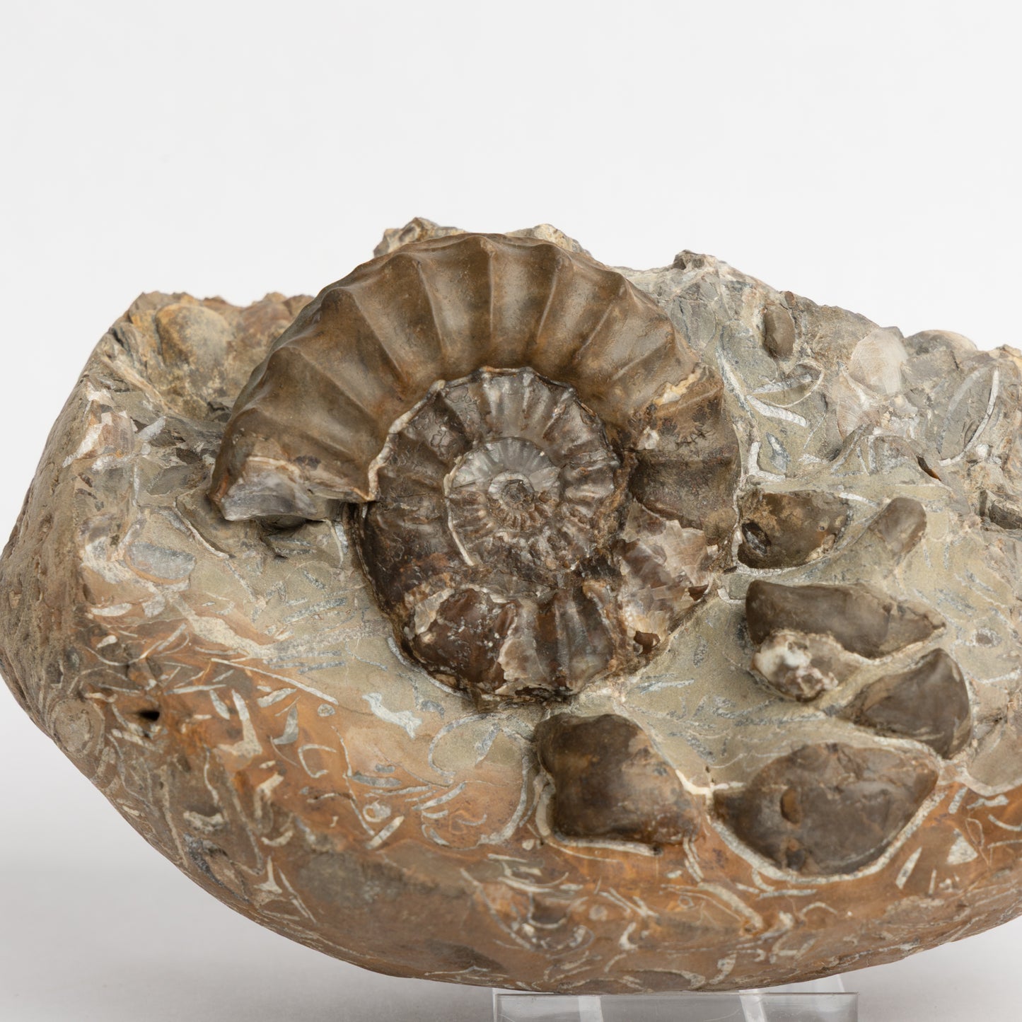 Pleuroceras pausicostatum Ammonite