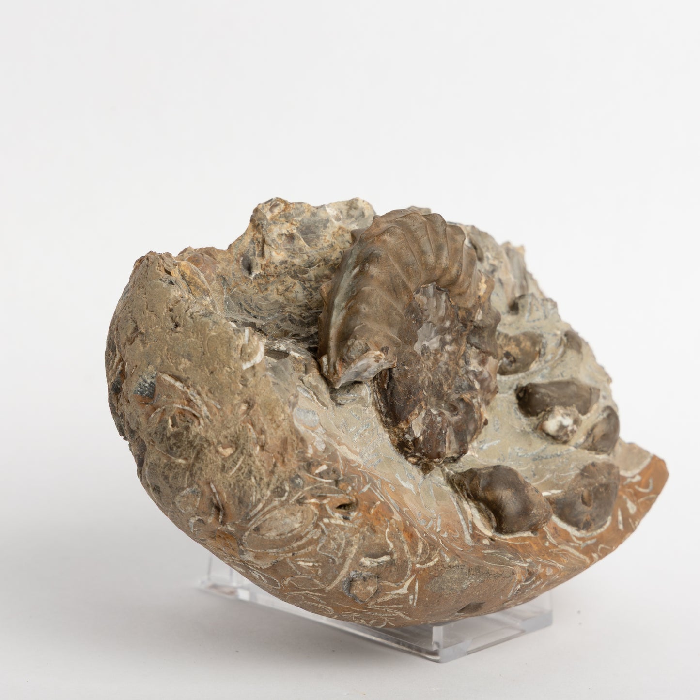 Pleuroceras pausicostatum Ammonite