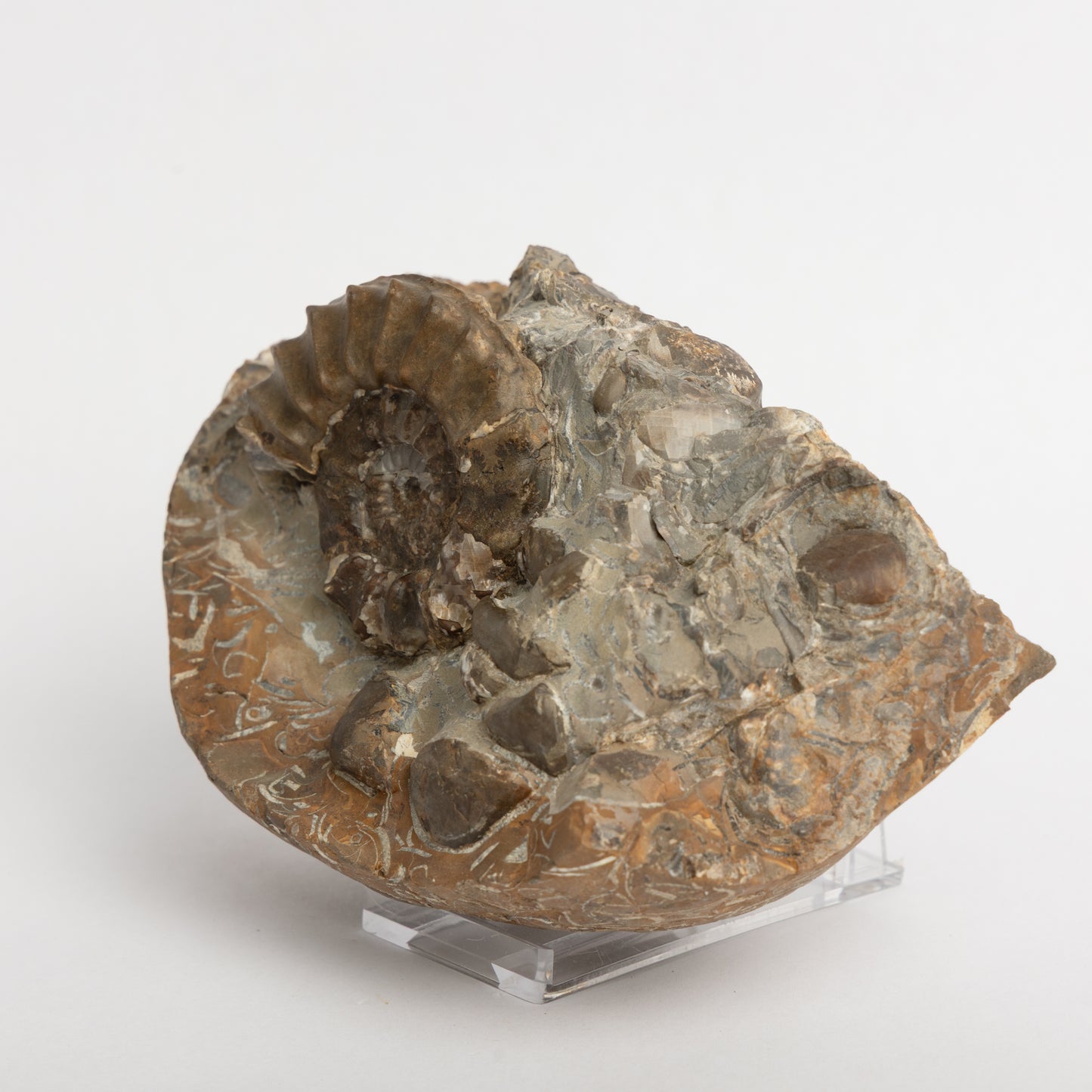 Pleuroceras pausicostatum Ammonite