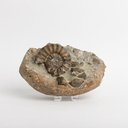 Pleuroceras pausicostatum Ammonite
