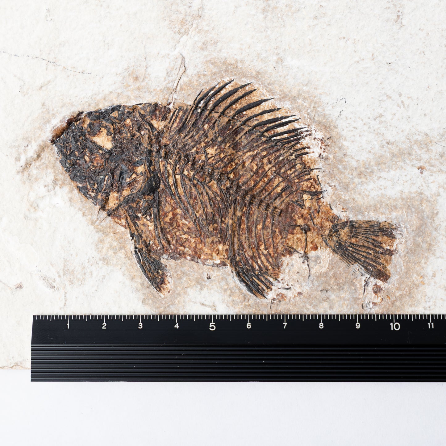 Priscacara serrata Fossil Fish
