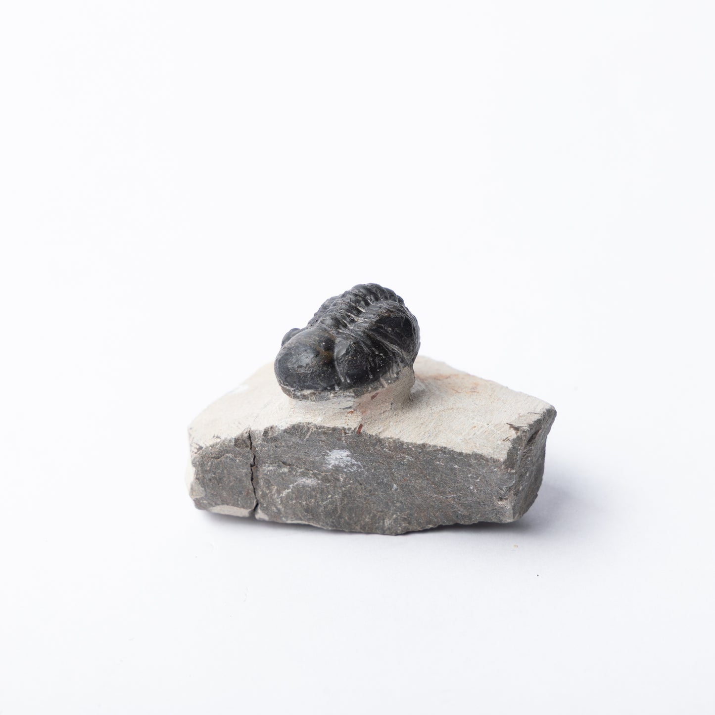 Reedops sp. Trilobite