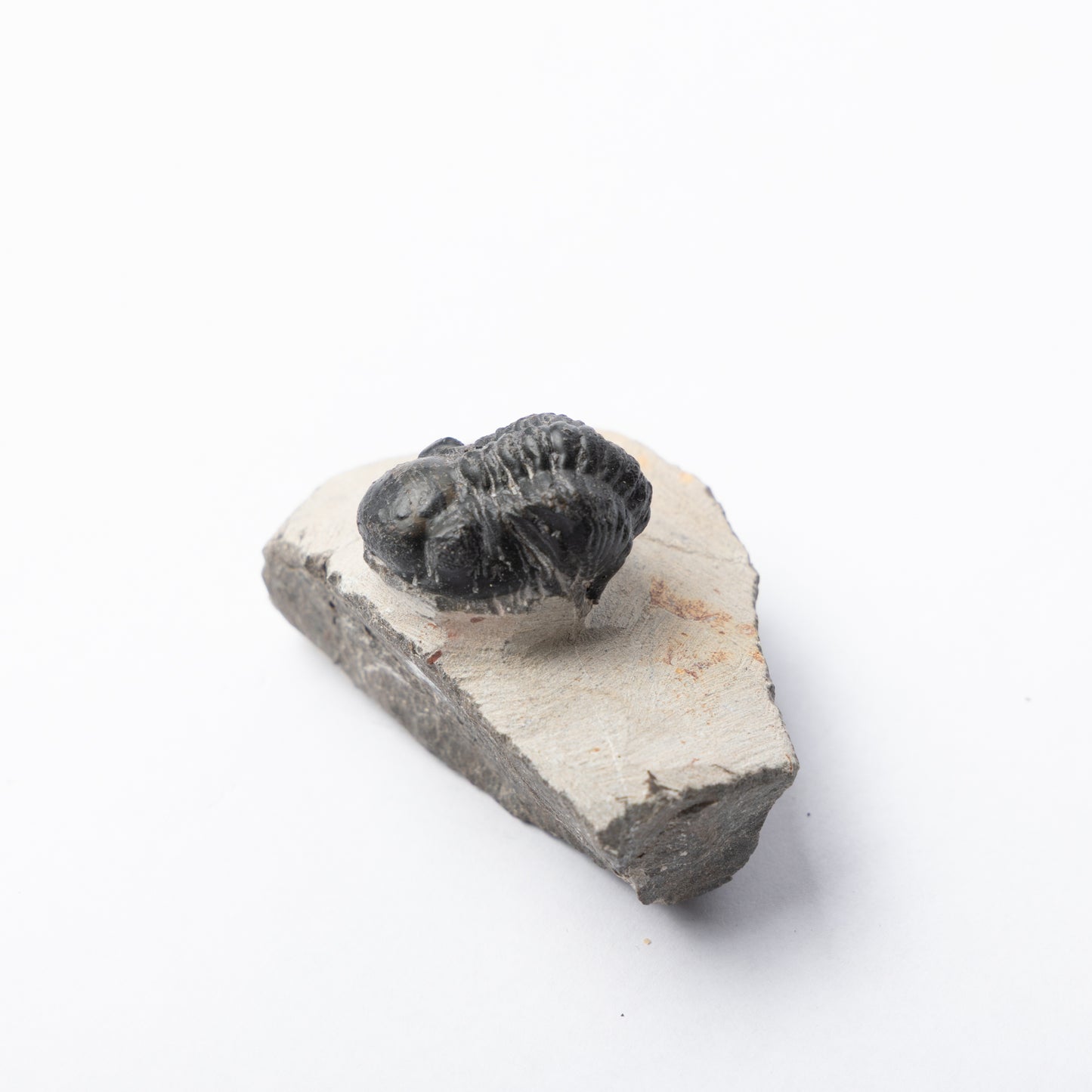 Reedops sp. Trilobite