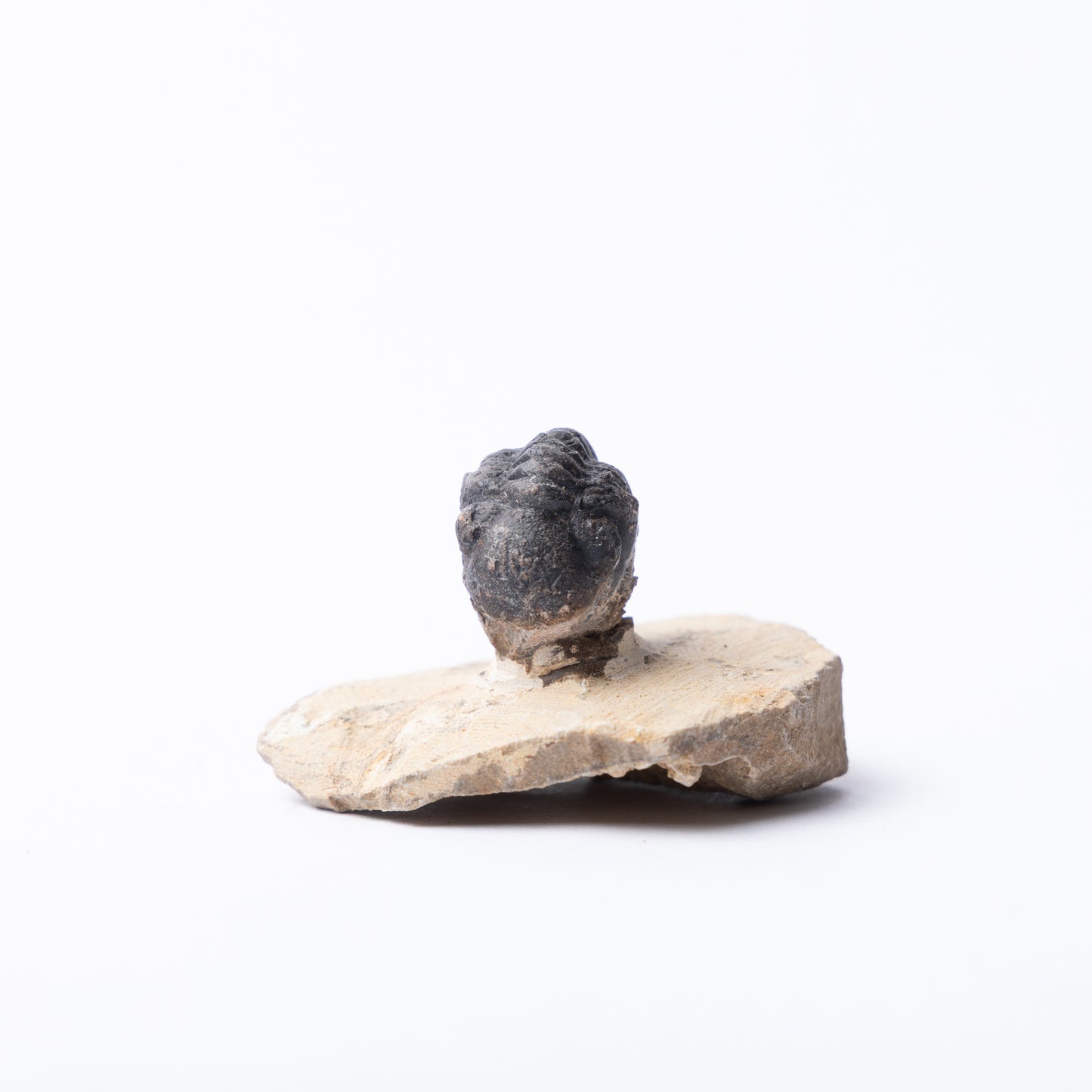 Reedops sp. Trilobite