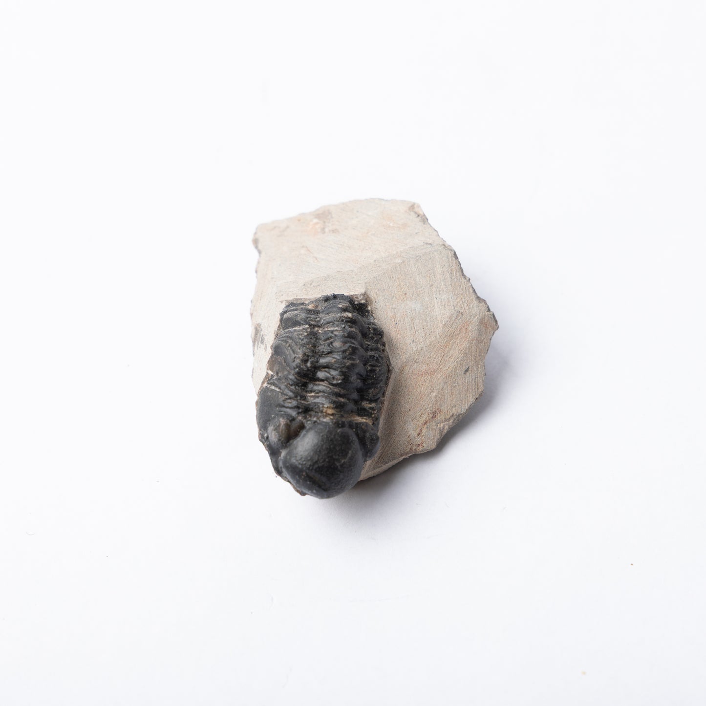 Reedops sp. Trilobite
