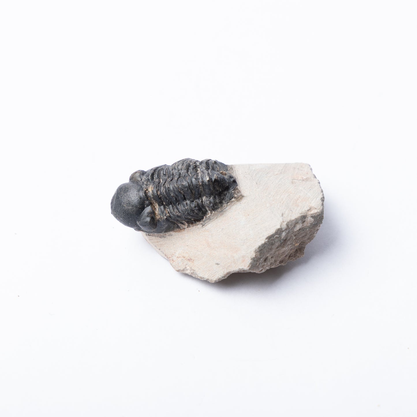 Reedops sp. Trilobite