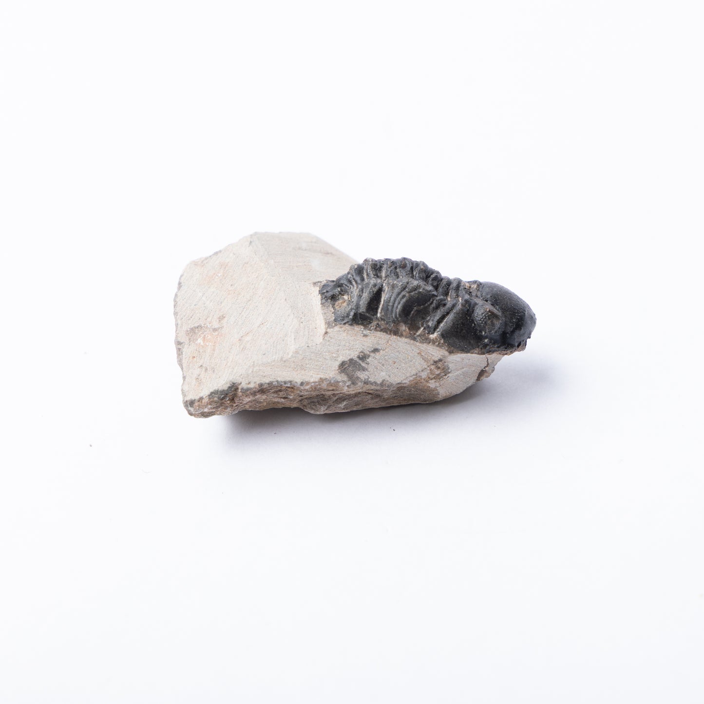 Reedops sp. Trilobite