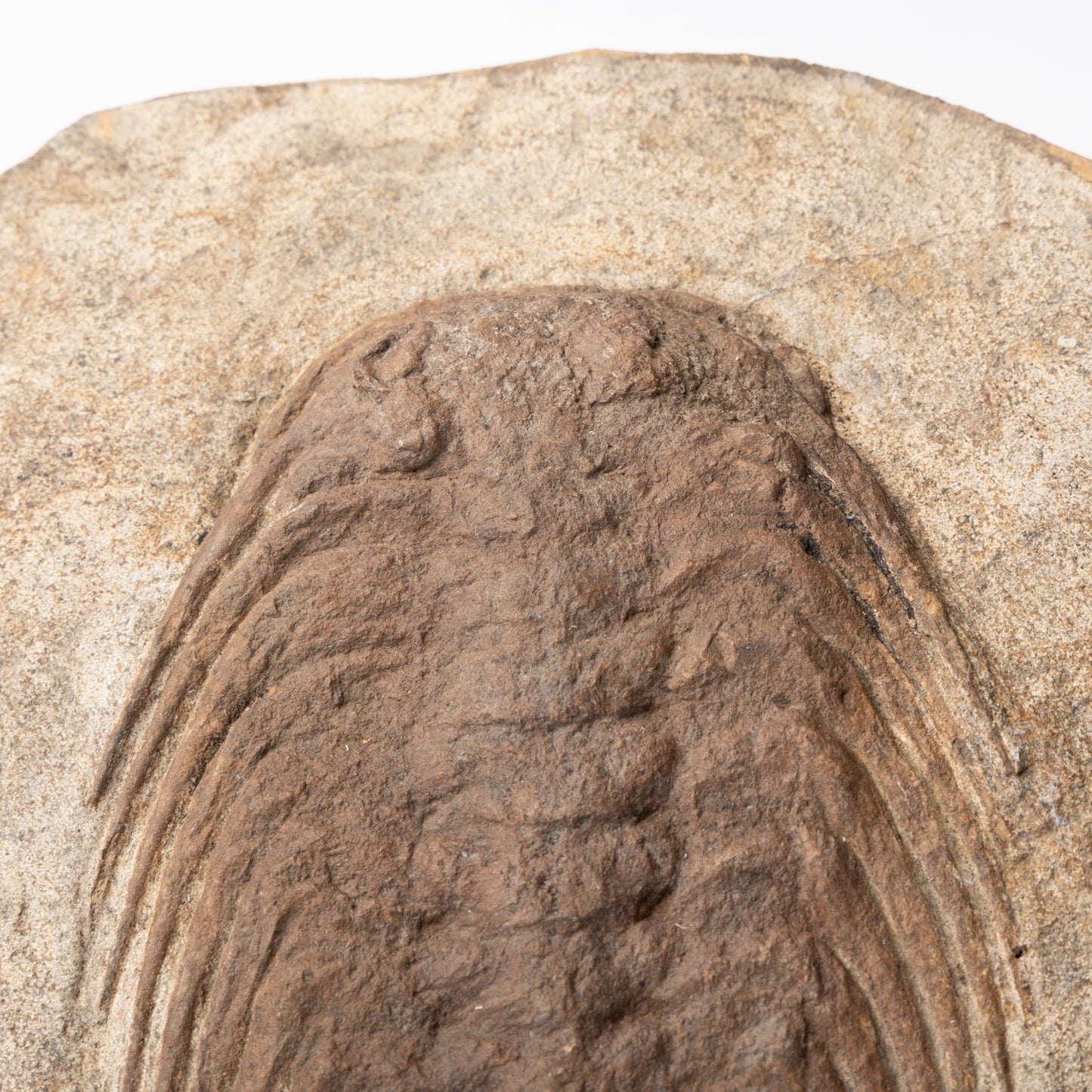 Selenopeltis cf. buchii Trilobite