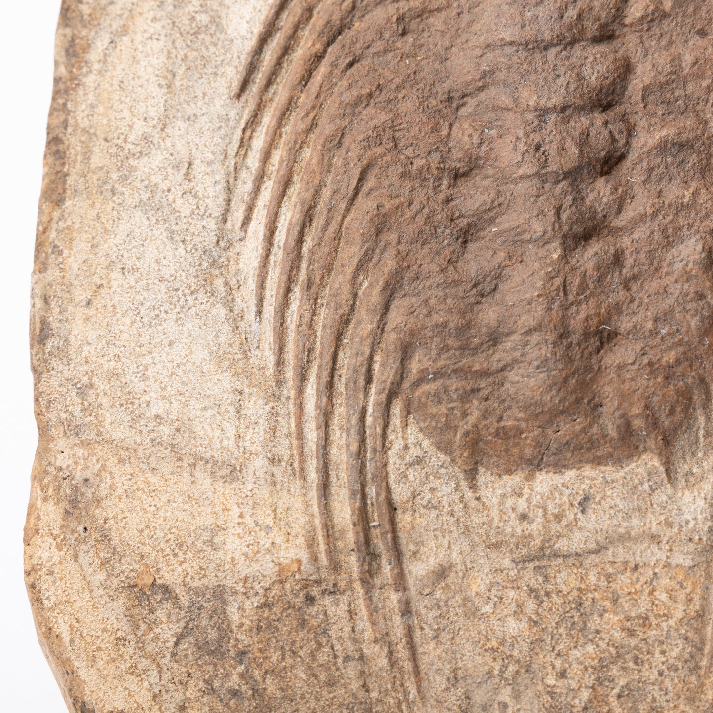 Selenopeltis cf. buchii Trilobite