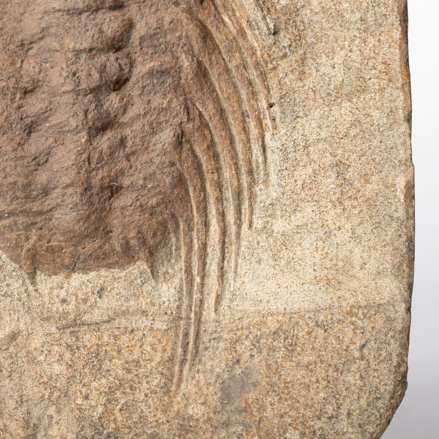 Selenopeltis cf. buchii Trilobite
