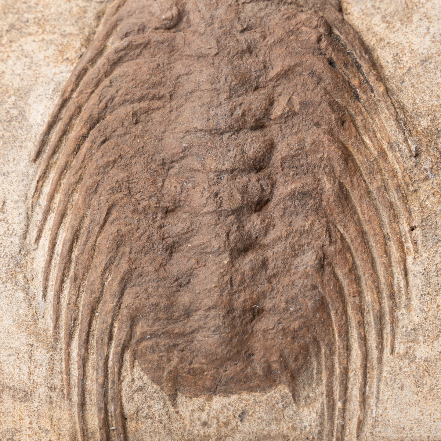 Selenopeltis cf. buchii Trilobite