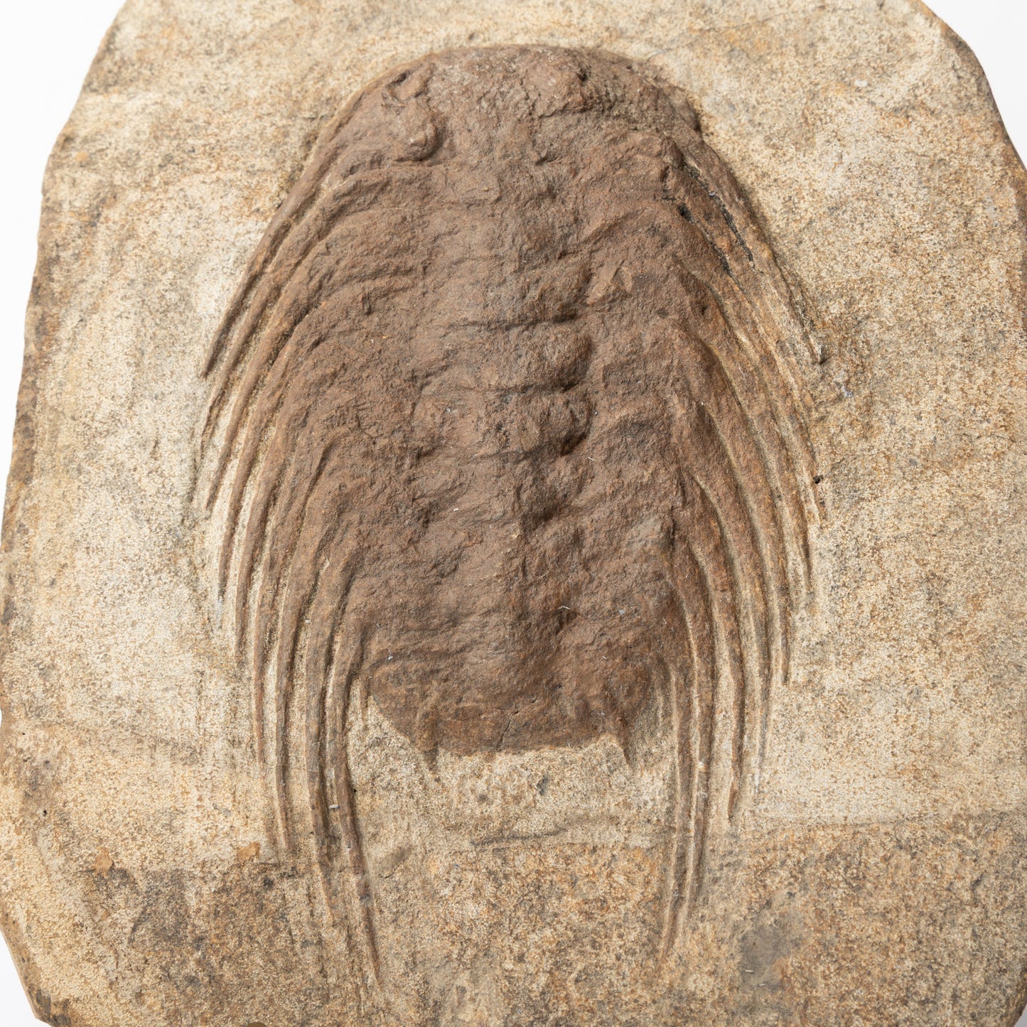 Selenopeltis cf. buchii Trilobite