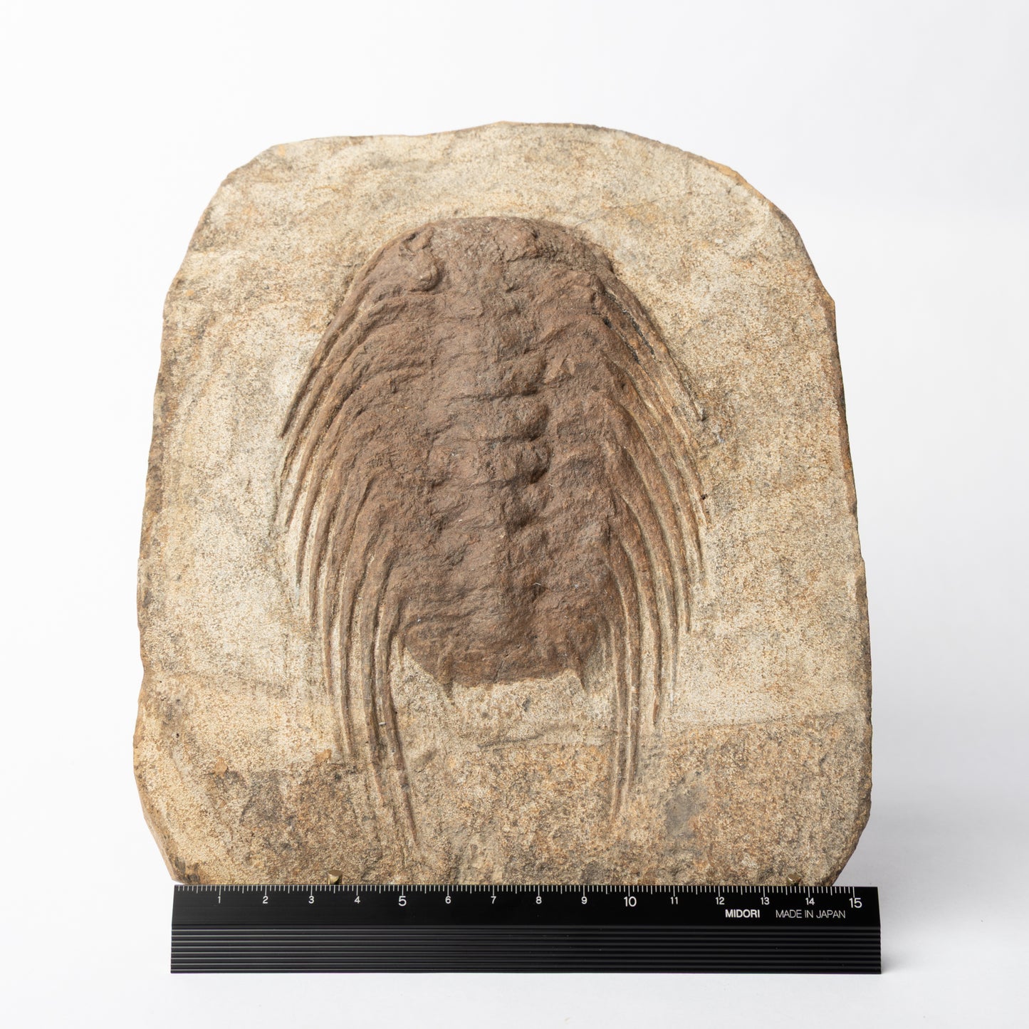 Selenopeltis cf. buchii Trilobite