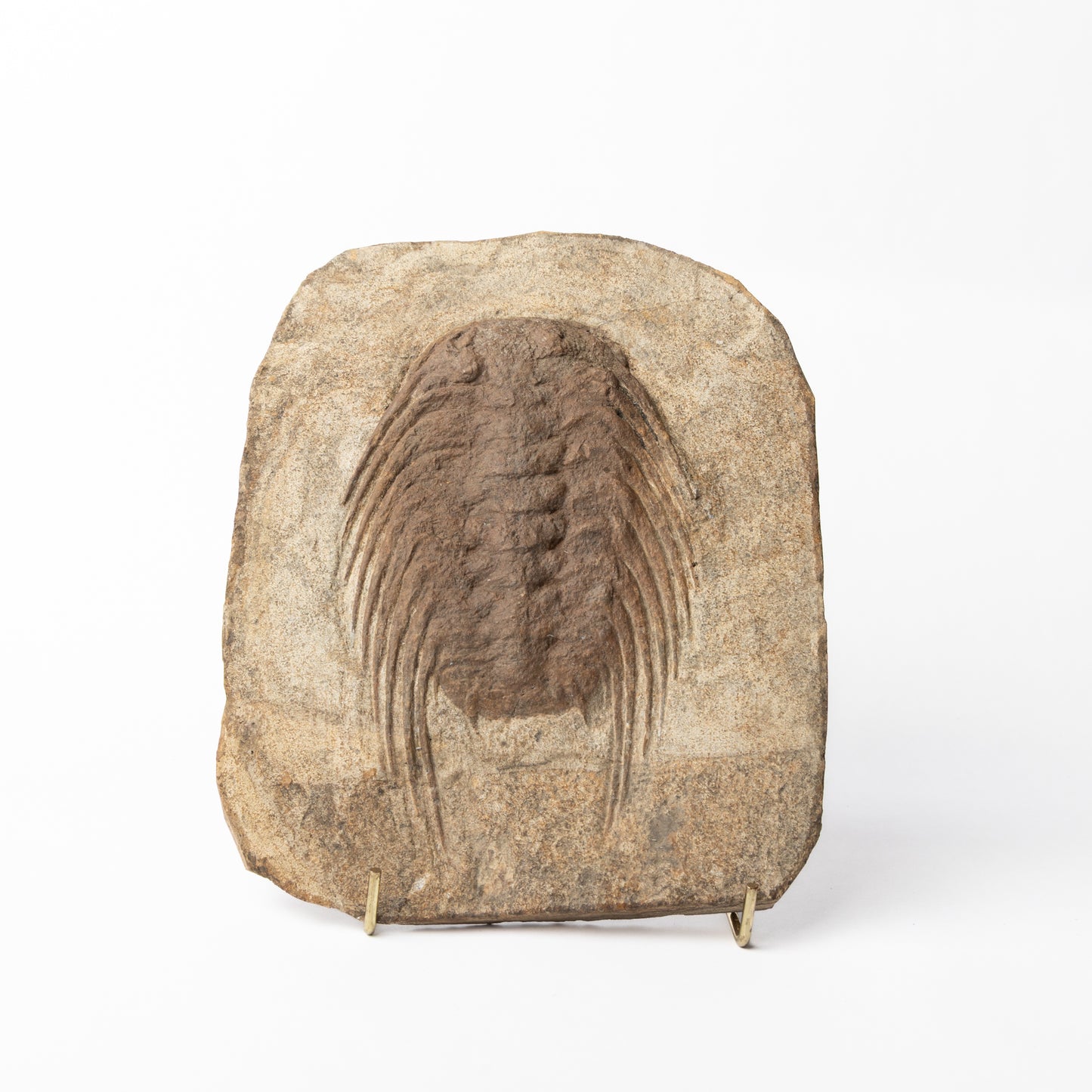 Selenopeltis cf. buchii Trilobite