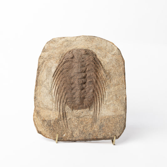 Selenopeltis cf. buchii Trilobite