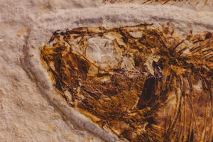 Real Fish Fossil